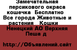 Замечательная персикового окраса кошечка. Бесплатно - Все города Животные и растения » Кошки   . Ненецкий АО,Верхняя Пеша д.